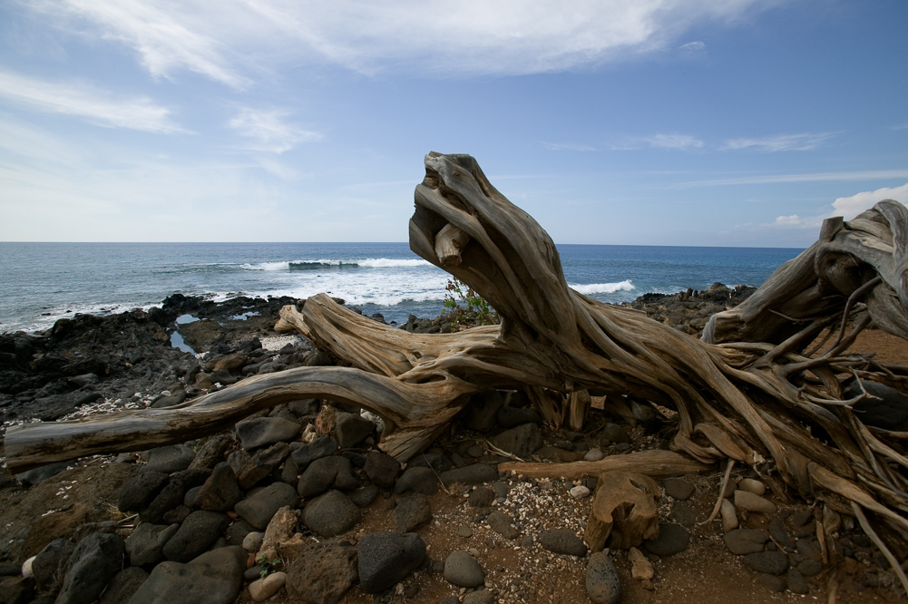 Driftwood