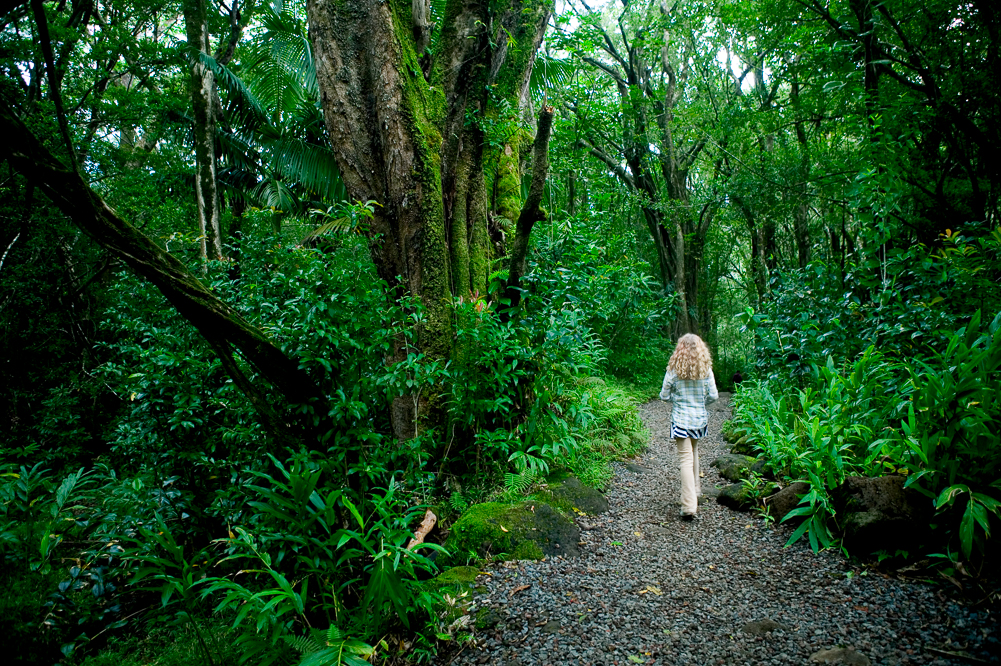 A walk in the rainforest