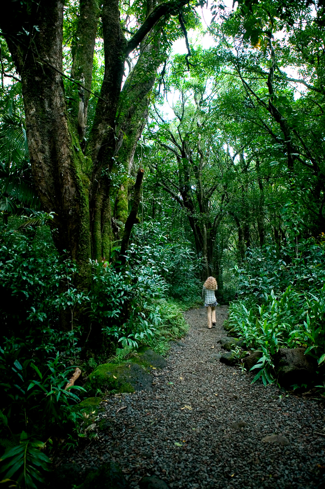 A walk in the rainforest II