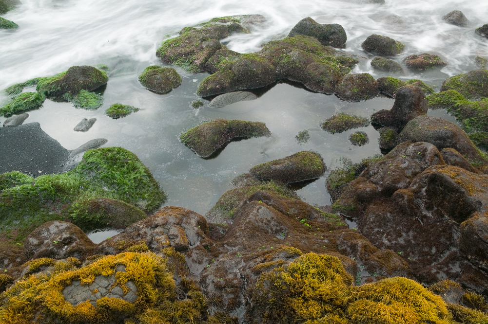 Moss Rock and foam