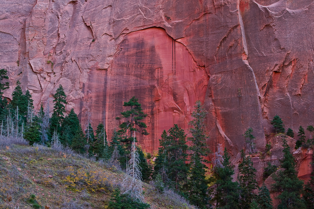 Green Trees and Red Wall