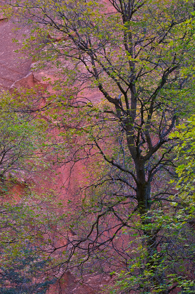 Kolob Canyon Tree