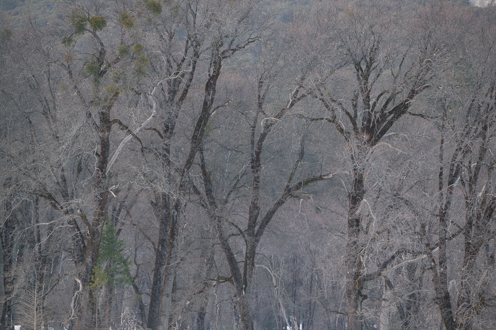 Tangle of Trees