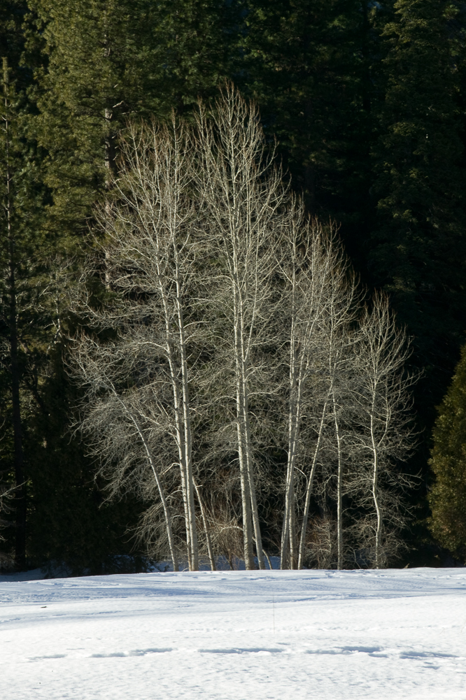 White Trees