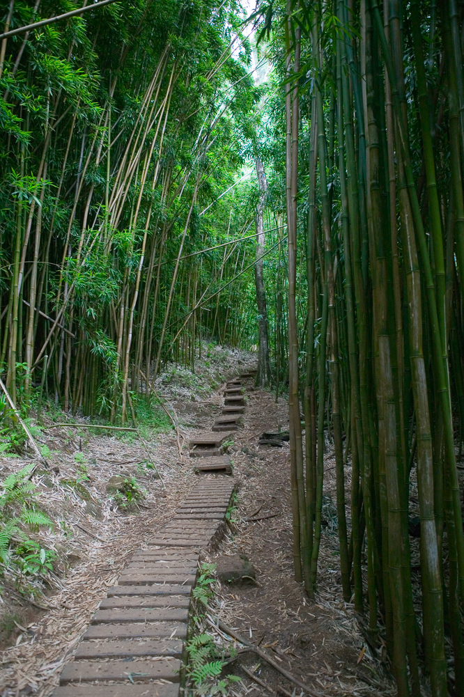 Bamboo Path