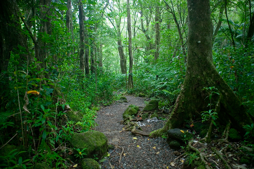 rainforest path