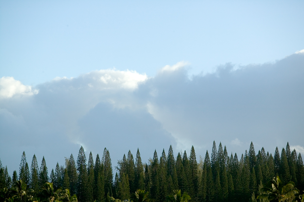 Pines and Clouds