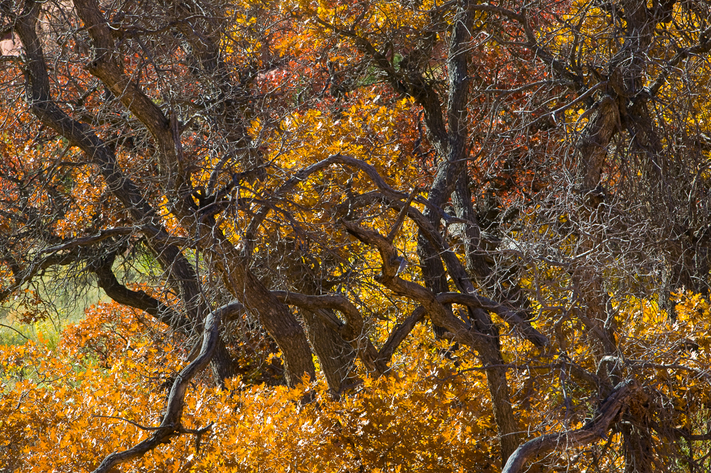 Golden Leaves