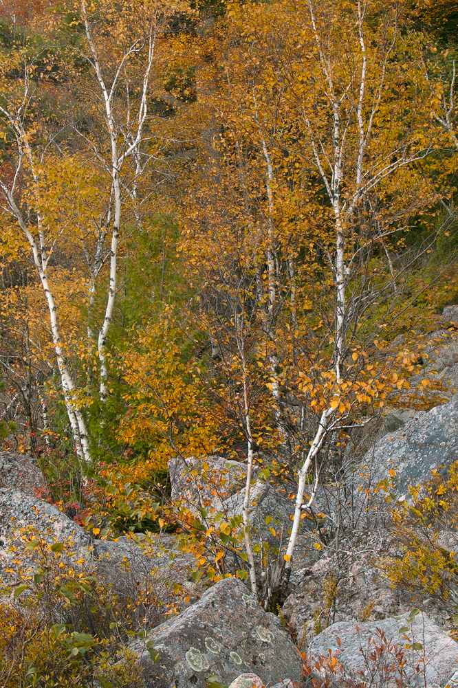 Birch and Boulders