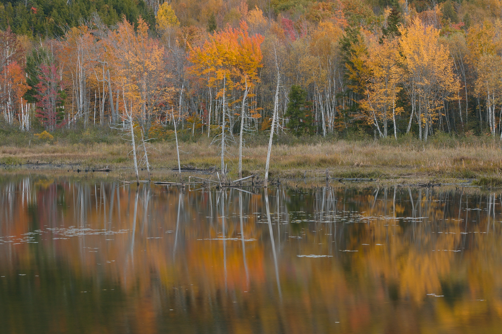 Tree Reflections