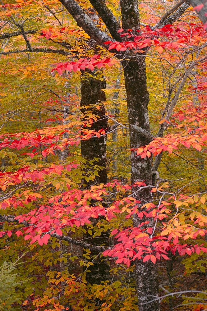 Red Leaves, Acadia