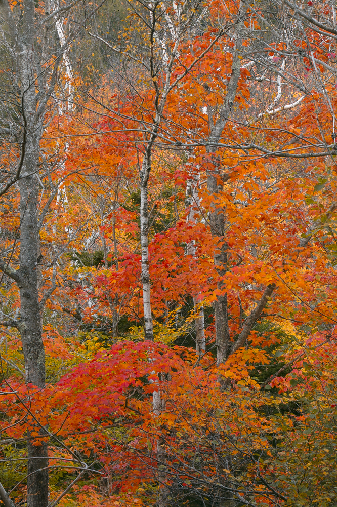 Birch Tree and Maple Leaves