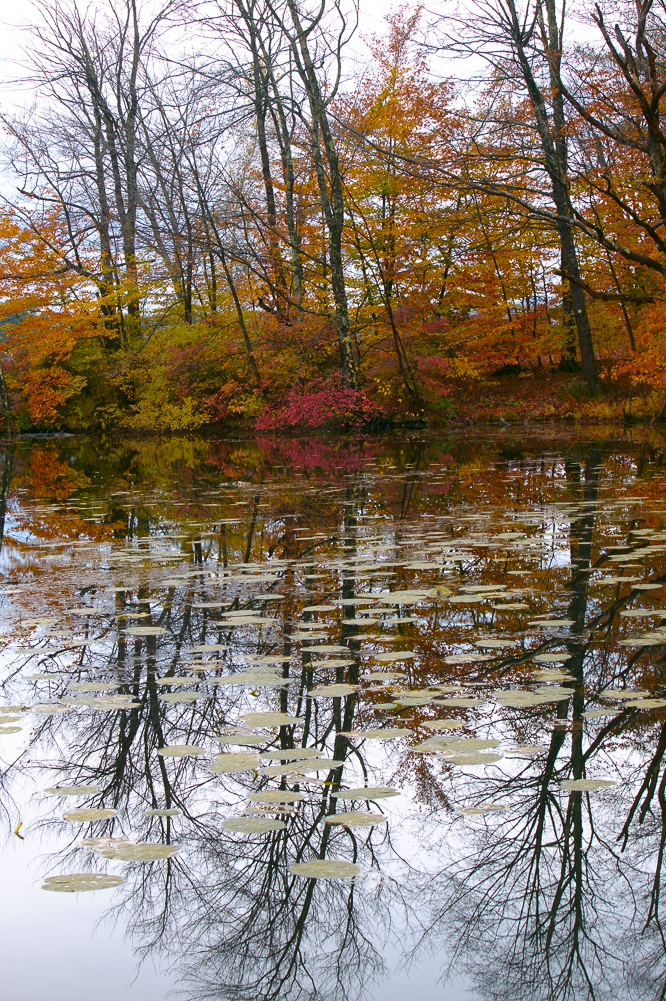 Connecticut Reflections