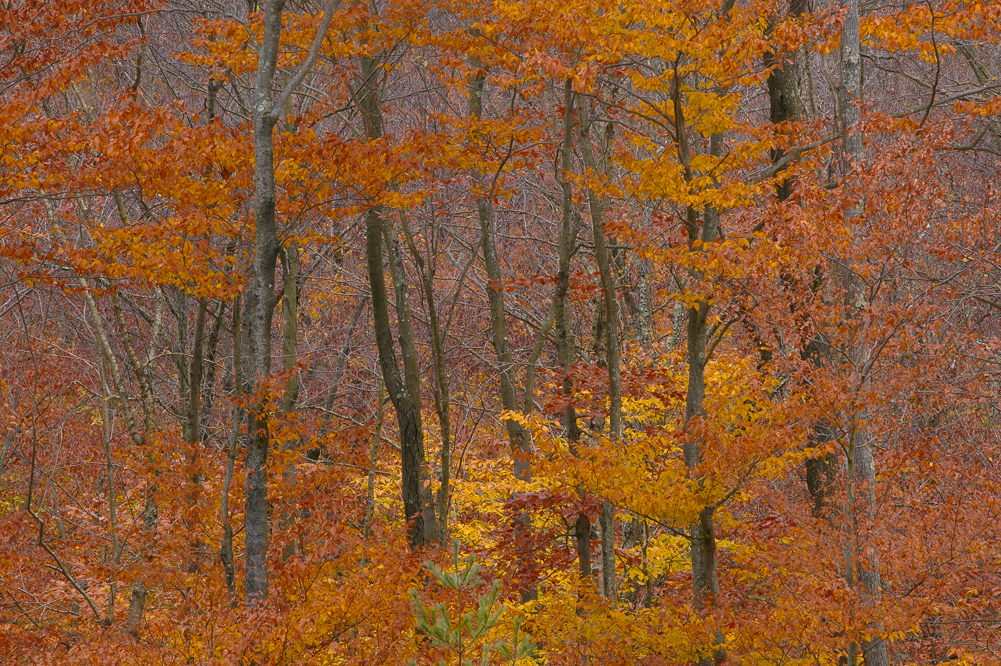Late Fall