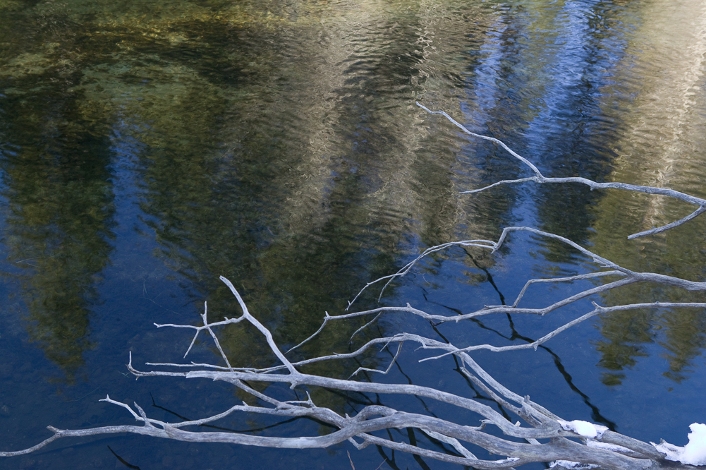 Bare Branches and Reflections