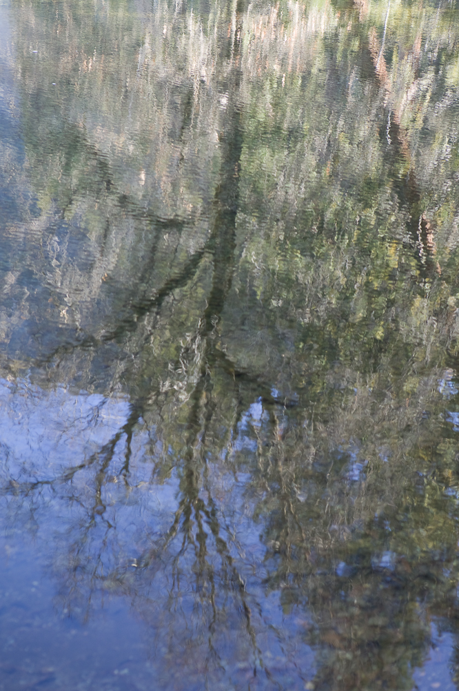 Reflecting Tree