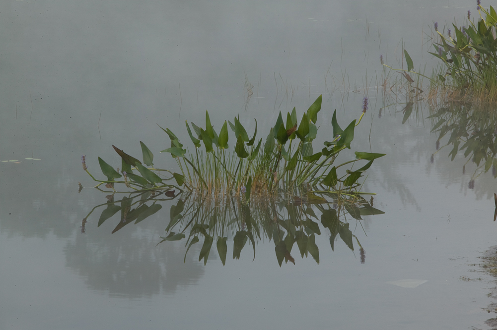 Water Plants