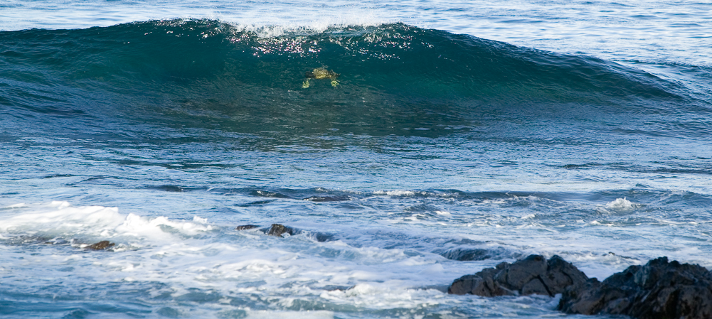 Surfing Turtle