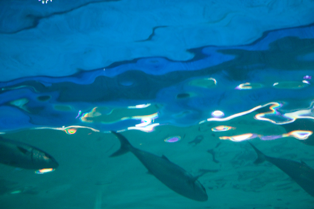 Three Fish