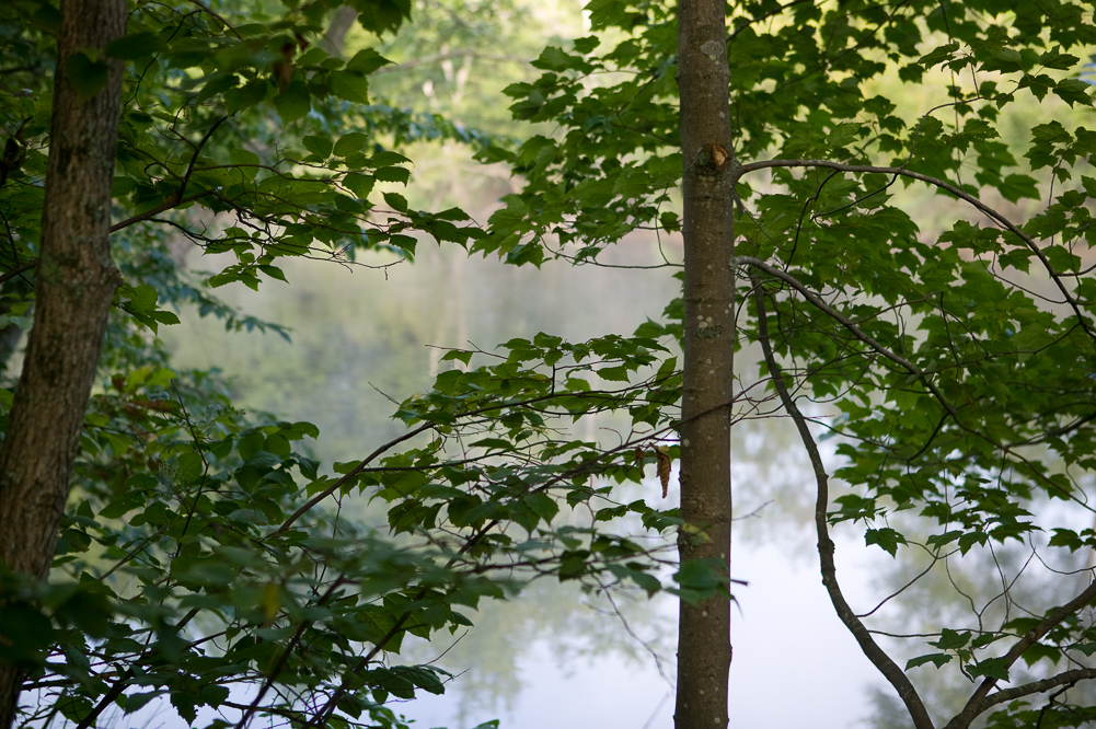 Schroon River Trees and Mist