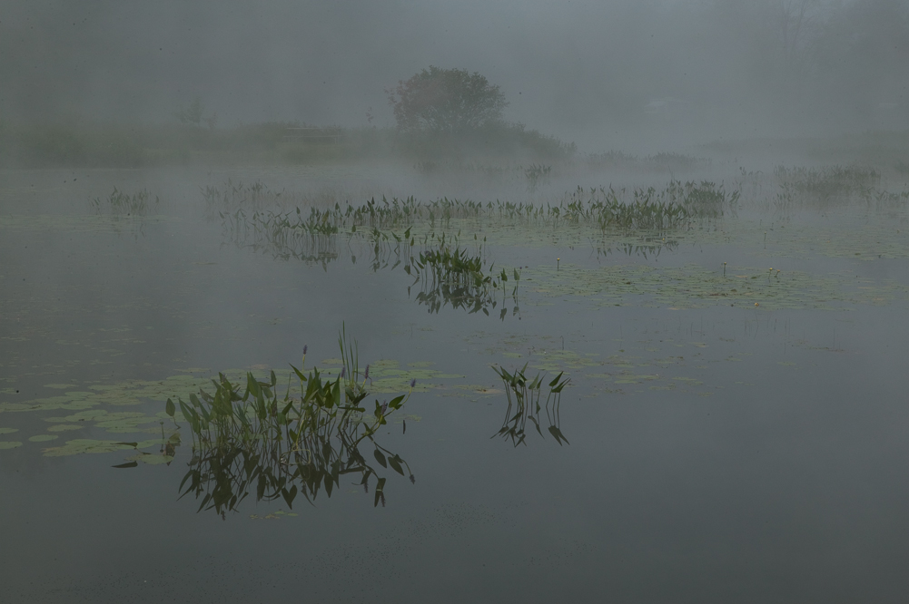 Summer Morning on the Frog Pond