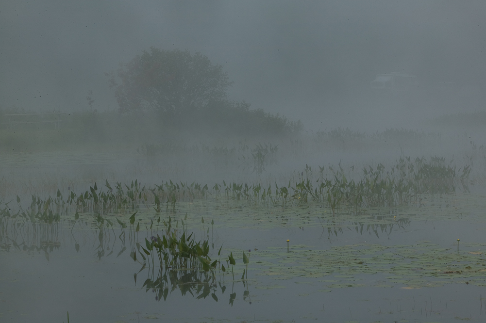 Frog Heaven