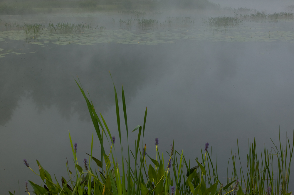 Reeds and Mist