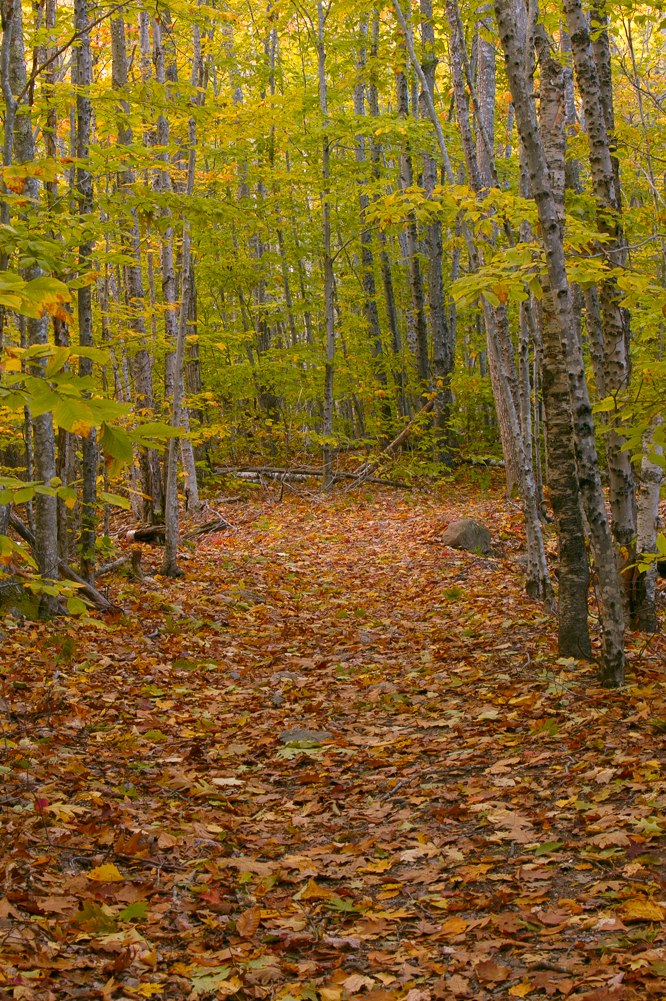 Forest Floor