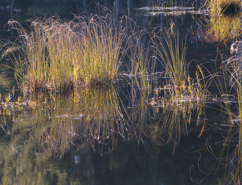 Grass Reflections