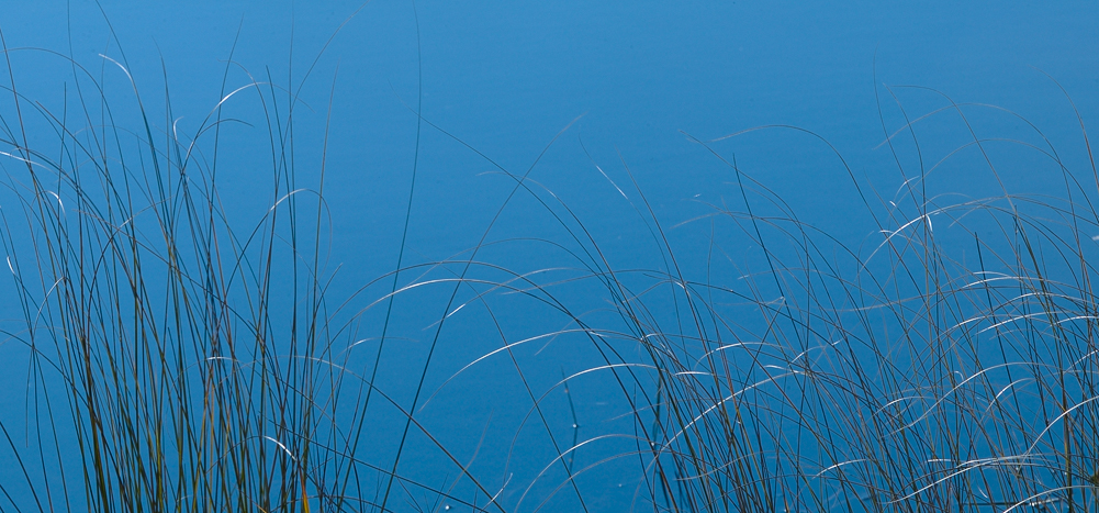 Grass and Water