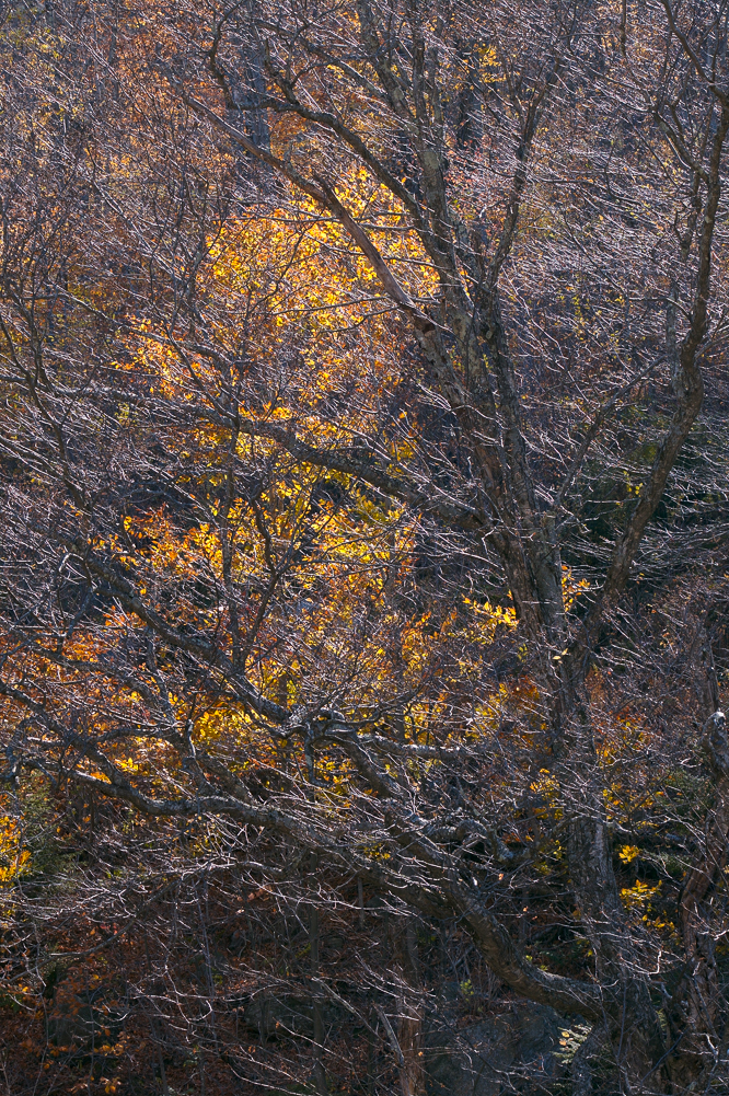 Backlit Branches