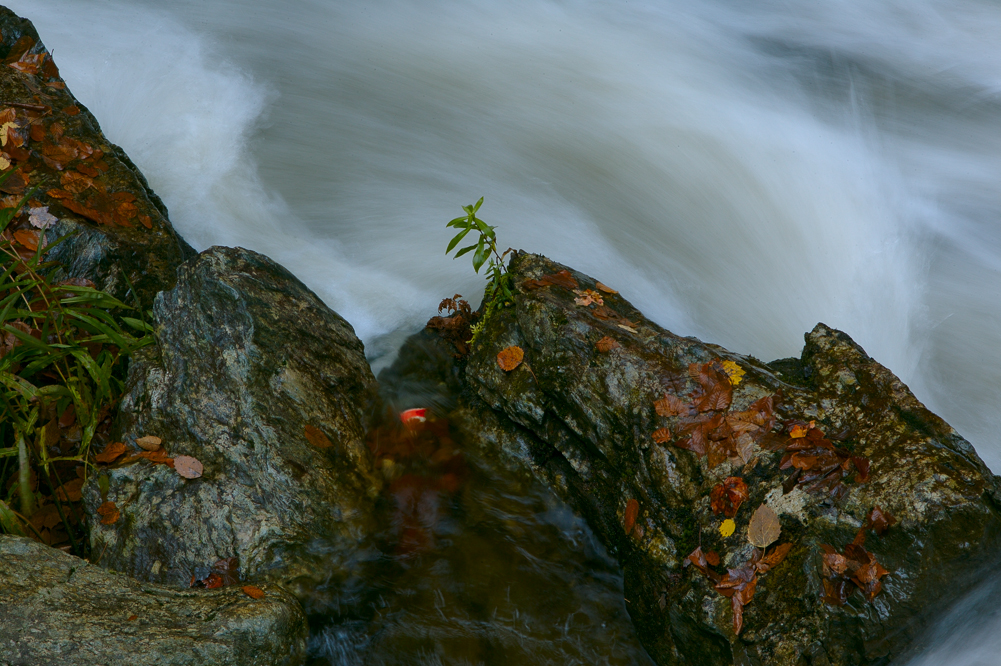 Rushing Stream and Plant