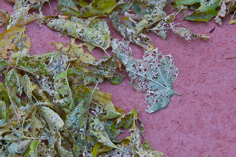 Decaying Leaves and Salmon Dirt