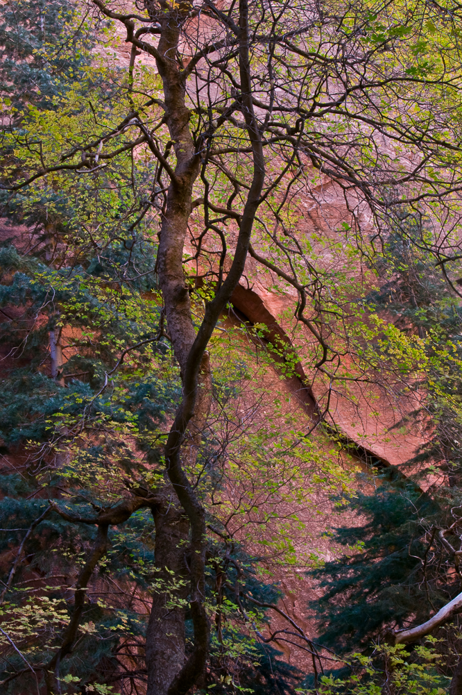 Tree with pink rock