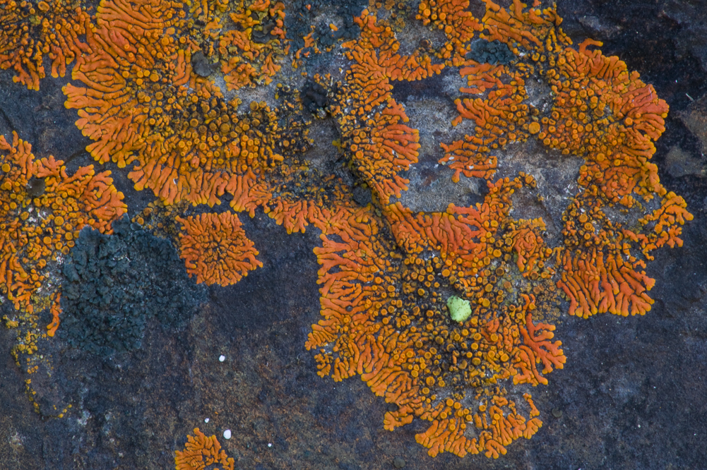 Orange Lichen III