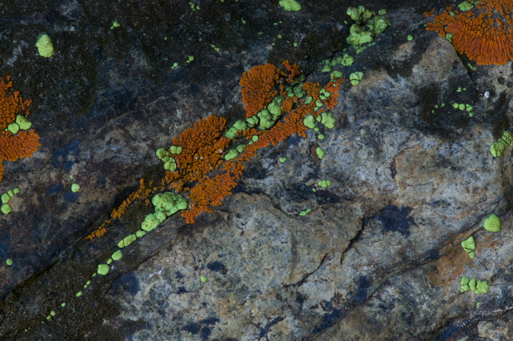 Green and Orange Lichen