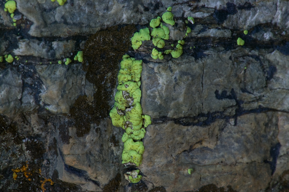Green Lichen