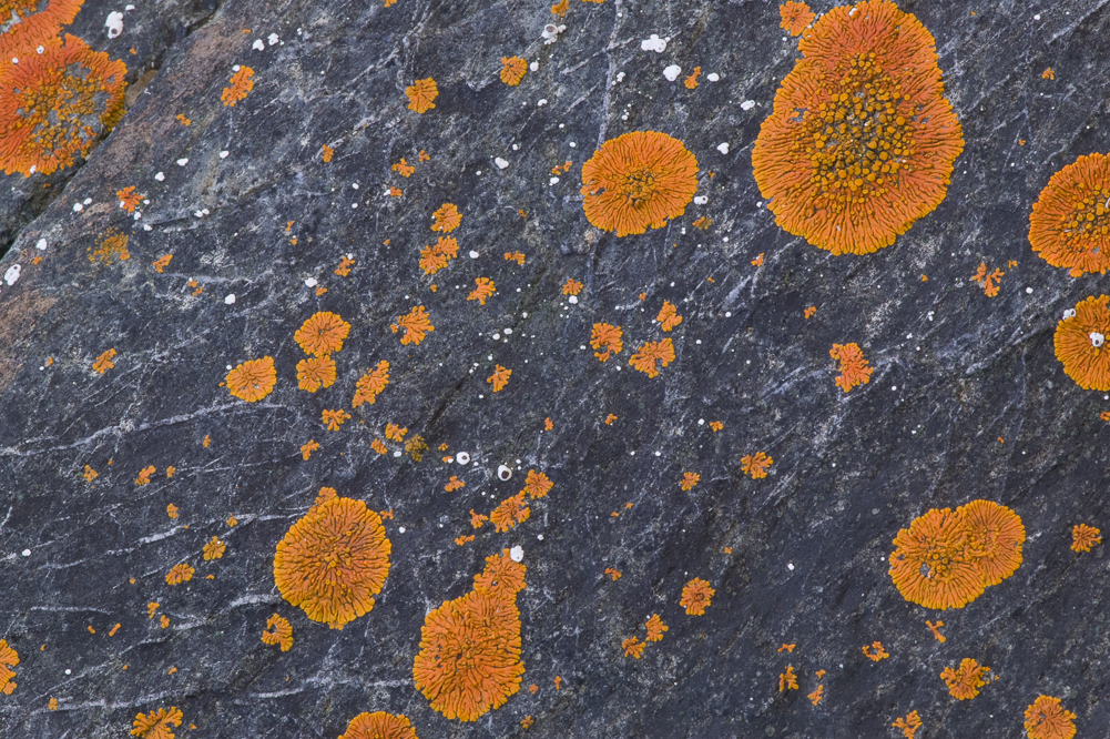 Orange Lichen IV