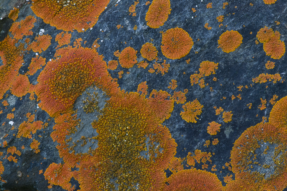 Orange Lichen V