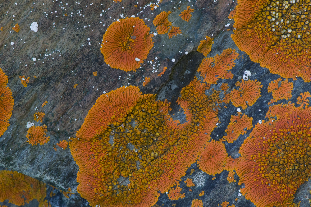 Orange Lichen VI