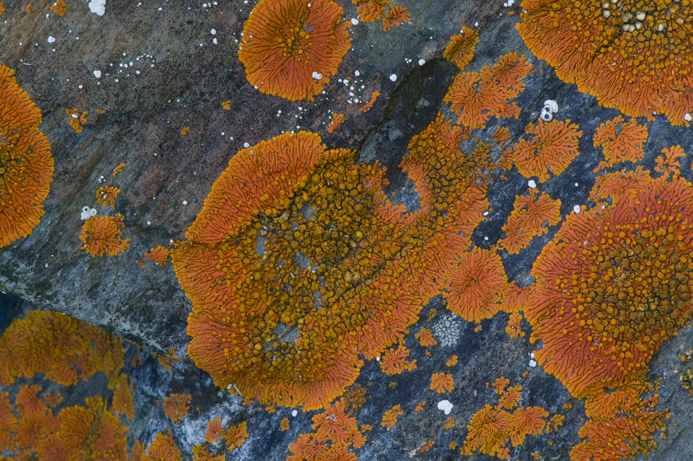 Orange Lichen VII
