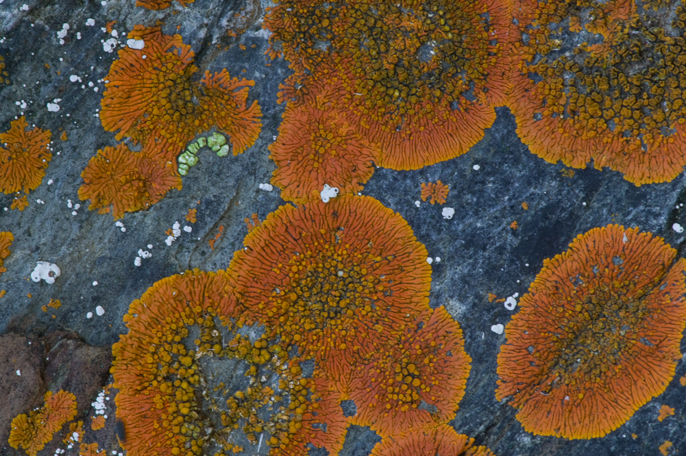 Orange Lichen VIII
