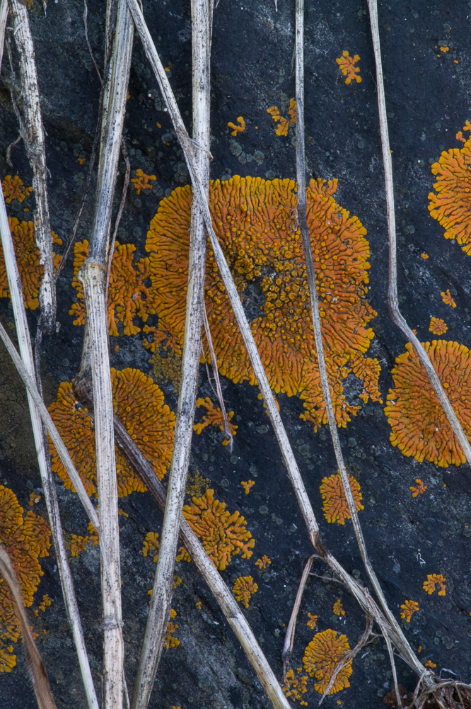 Orange Lichen IX