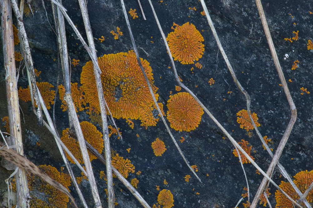 Orange Lichen X