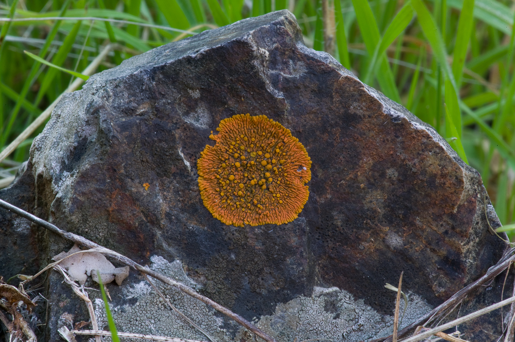 Orange Stop Sign