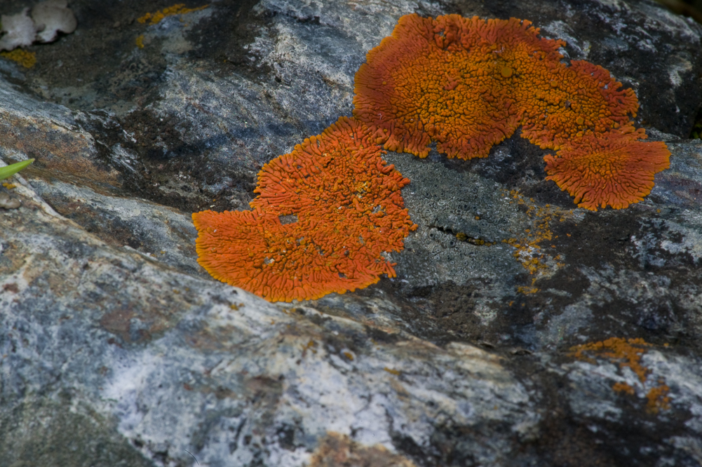 Orange Lichen and Shadow