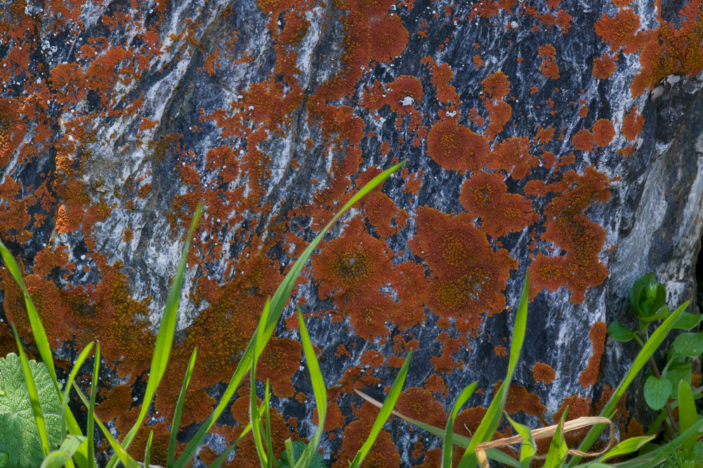 Lichen Aquarium