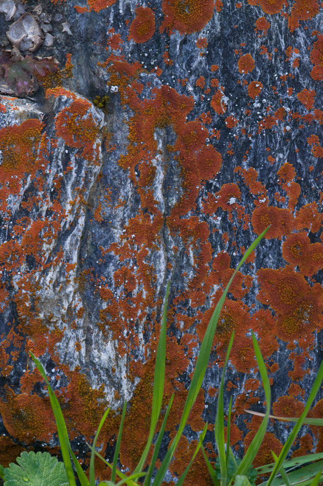 Lichen Aquarium III