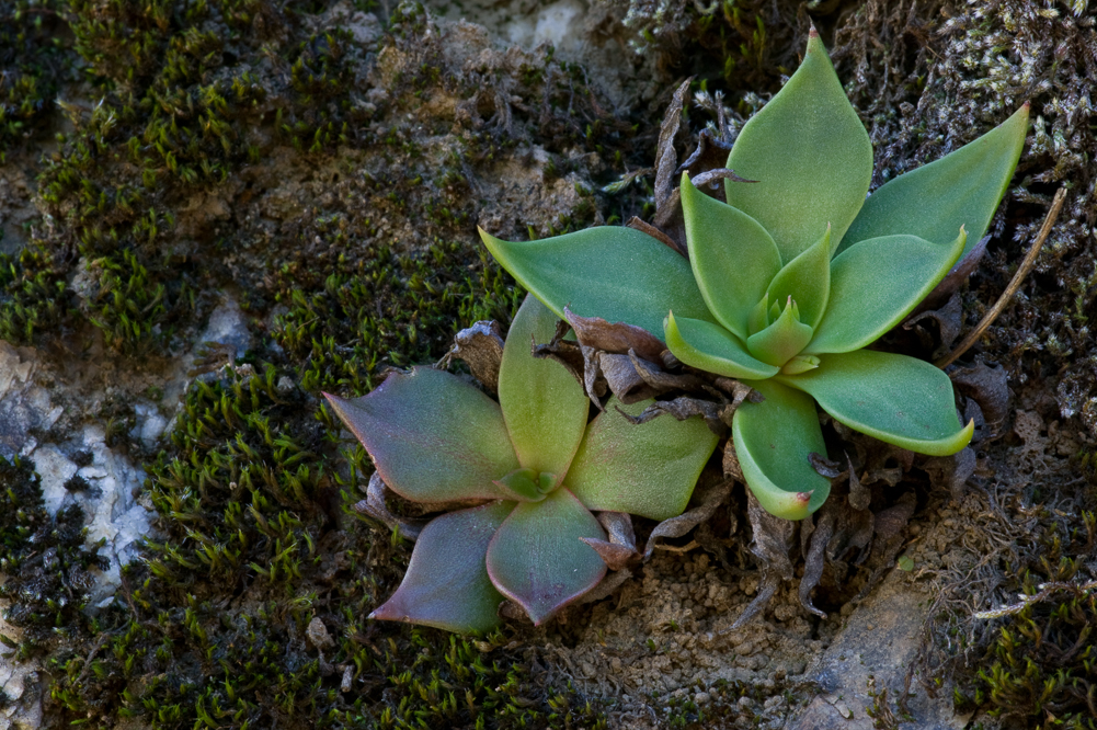Miniature Plant