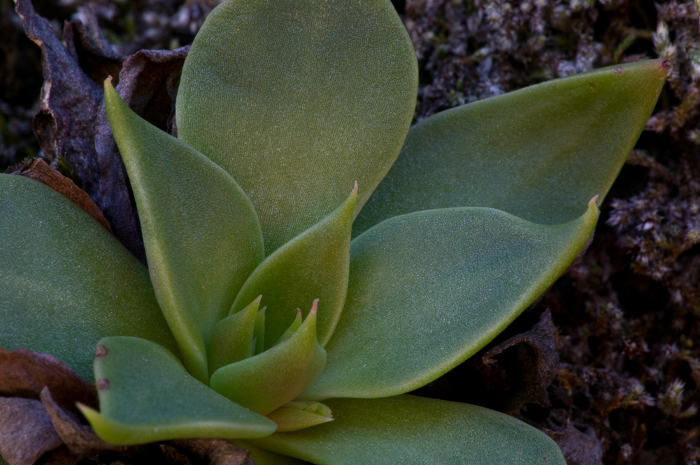 Miniature Plant II
